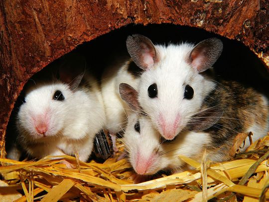 الفئران الأسهم الأسهم 